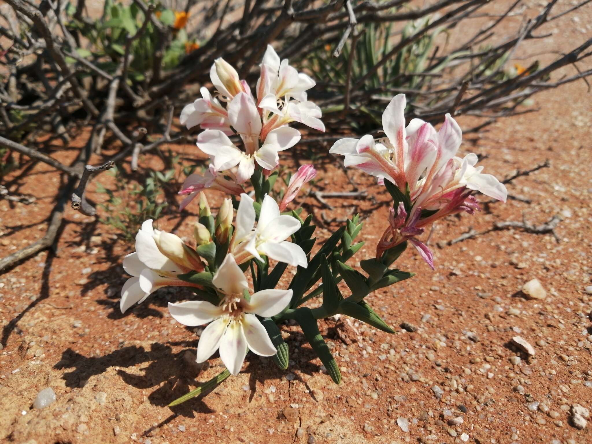 Image of Lapeirousia spinosa (Goldblatt) Goldblatt & J. C. Manning