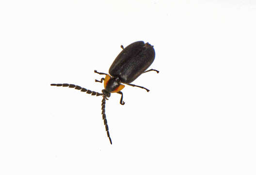 Image of Black Firefly