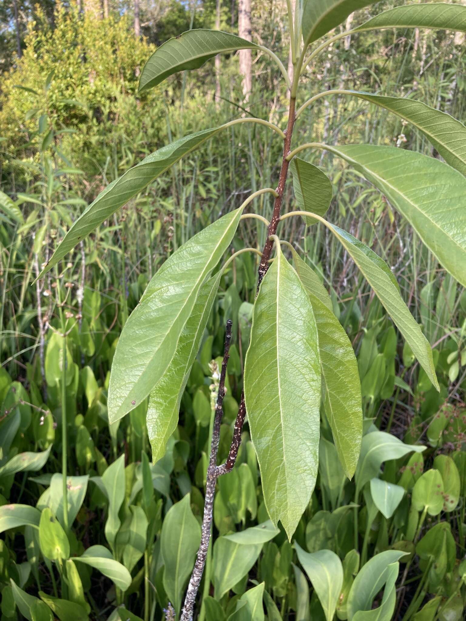 Image of corkwood