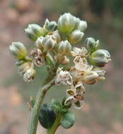 Image of Limeum telephioides var. telephioides