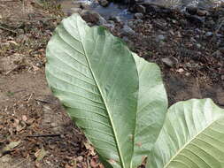 Image of Indian-buttertree