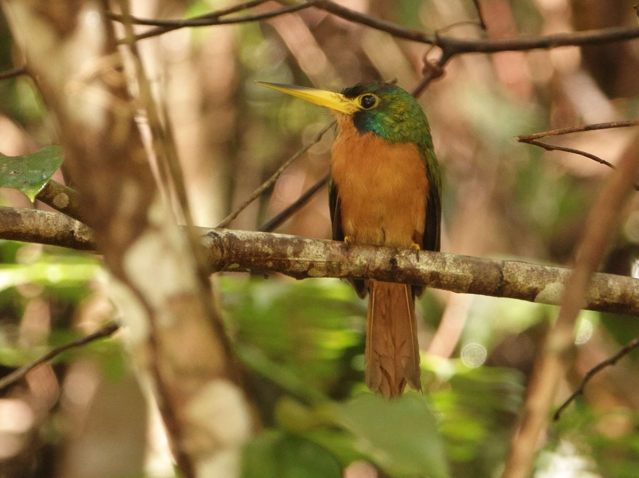 Image of Blue-cheeked Jacamar