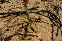 Image of <i>Waitzia <i>acuminata</i></i> var. acuminata