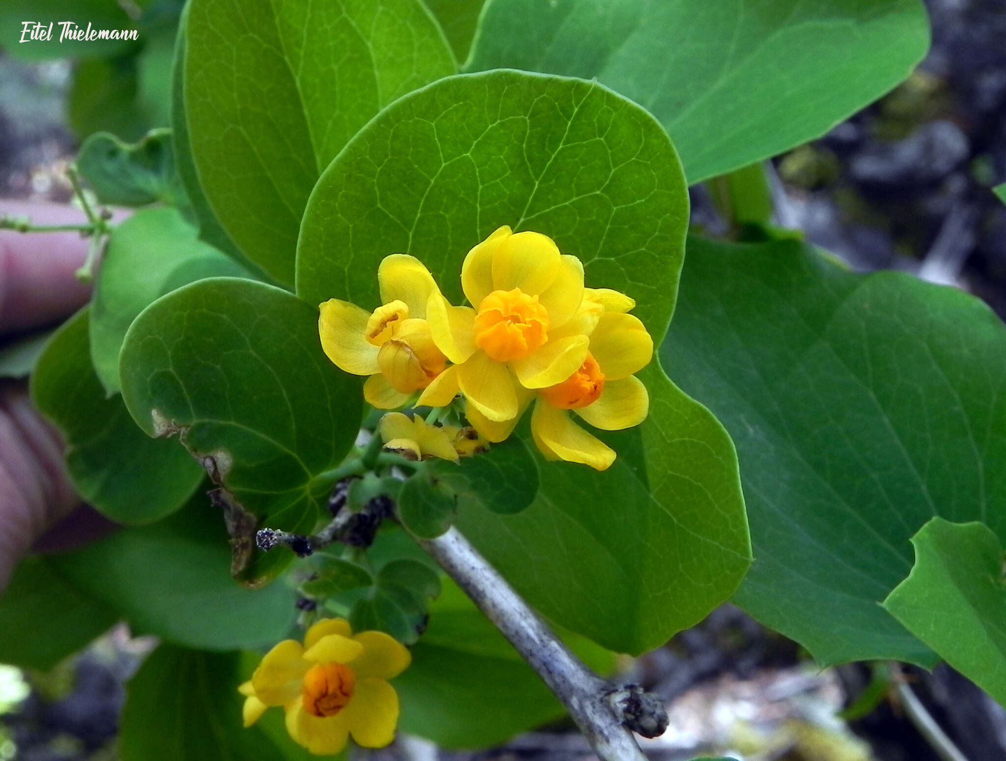 Image of Berberis rotundifolia Poepp. & Endl.