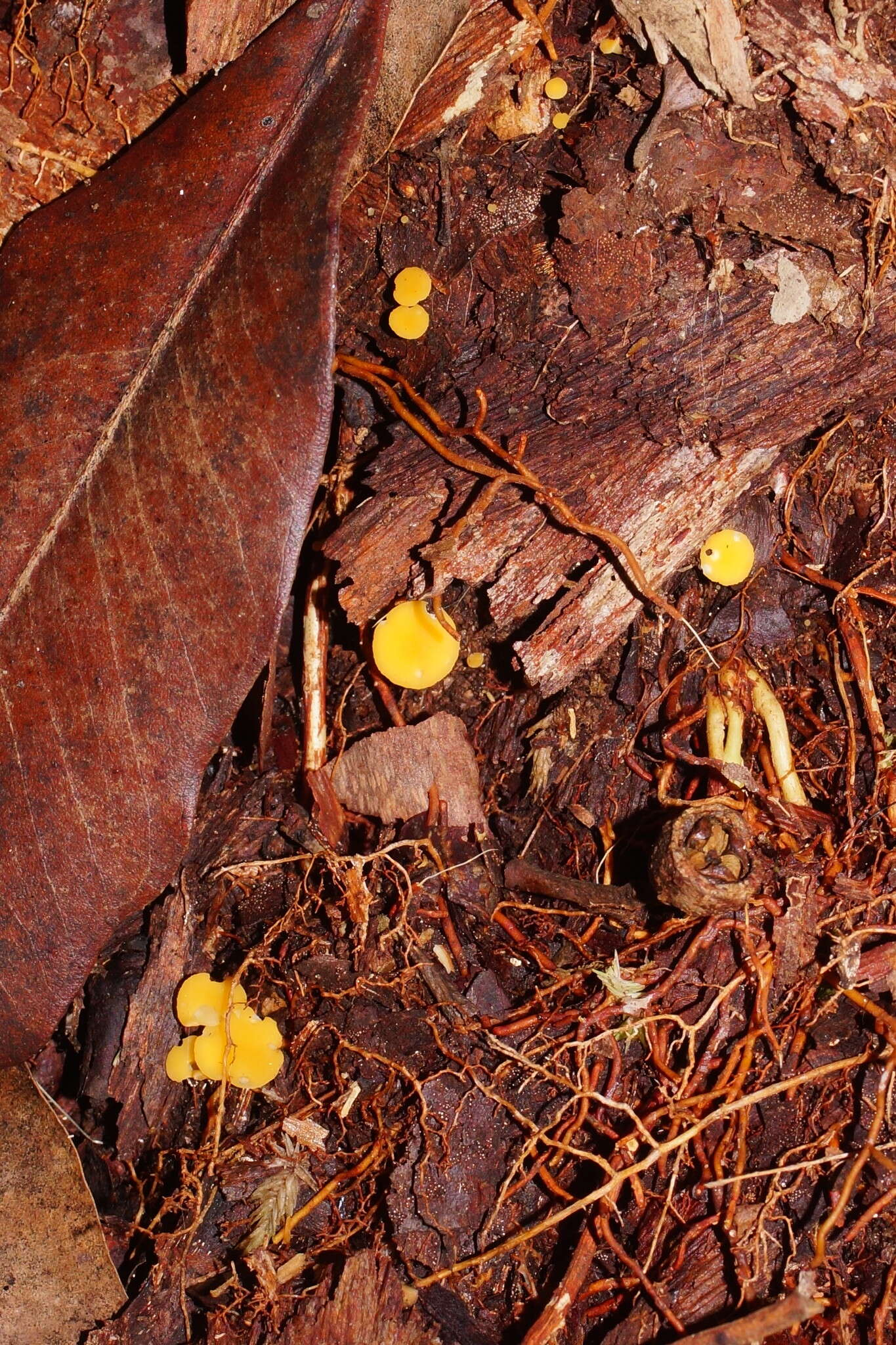 Image of Phaeohelotium