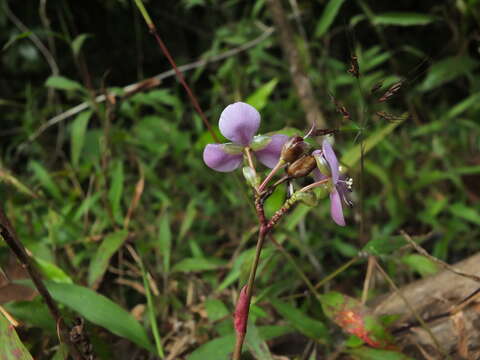 Image of Murdannia simplex (Vahl) Brenan