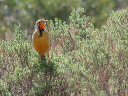 Image of Macronyx capensis capensis (Linnaeus 1766)