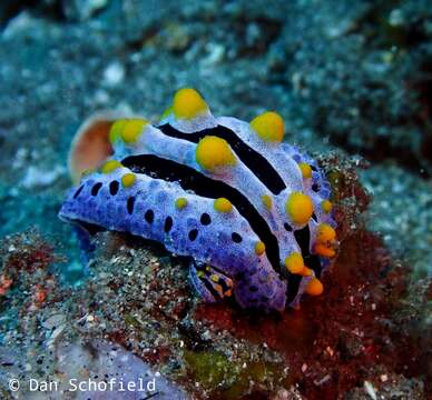 Image of Lumpy black blue orange slug