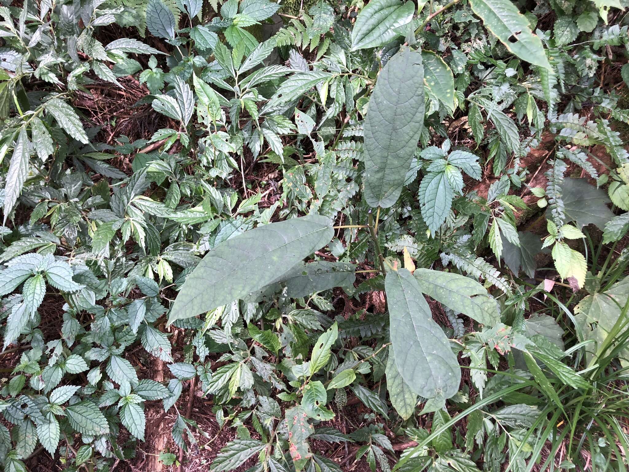 Ficus erecta var. beecheyana (Hook. & Arn.) King的圖片