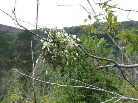 Imagem de Clematis paniculata J. F. Gmel.