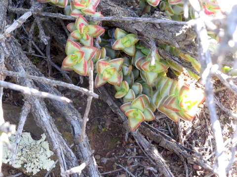 Image of Concertina plant