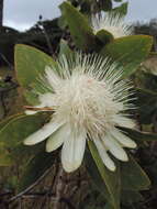 Imagem de Protea madiensis subsp. madiensis