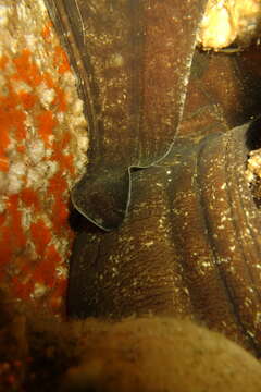 Image of False spotted moray