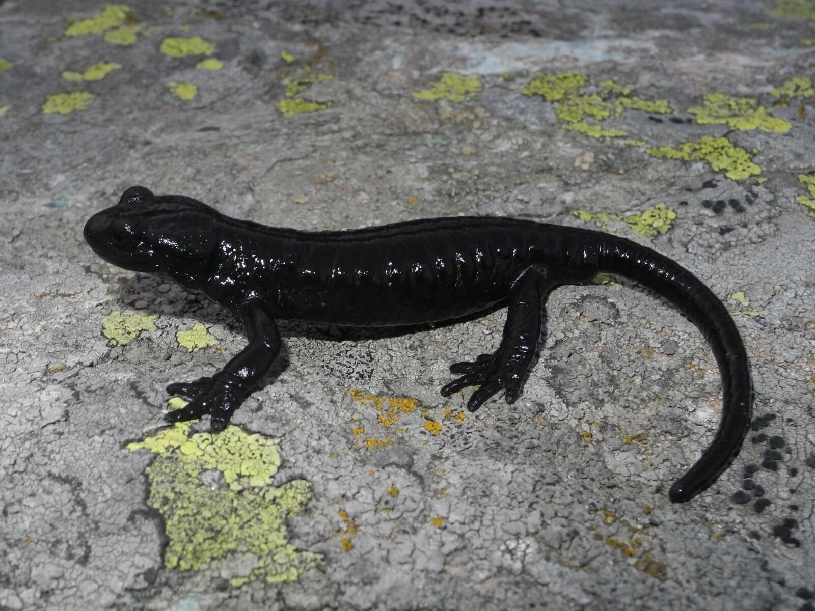 Sivun Salamandra lanzai Nascetti, Andreone, Capula & Bullini 1988 kuva