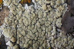 Image of rim lichen