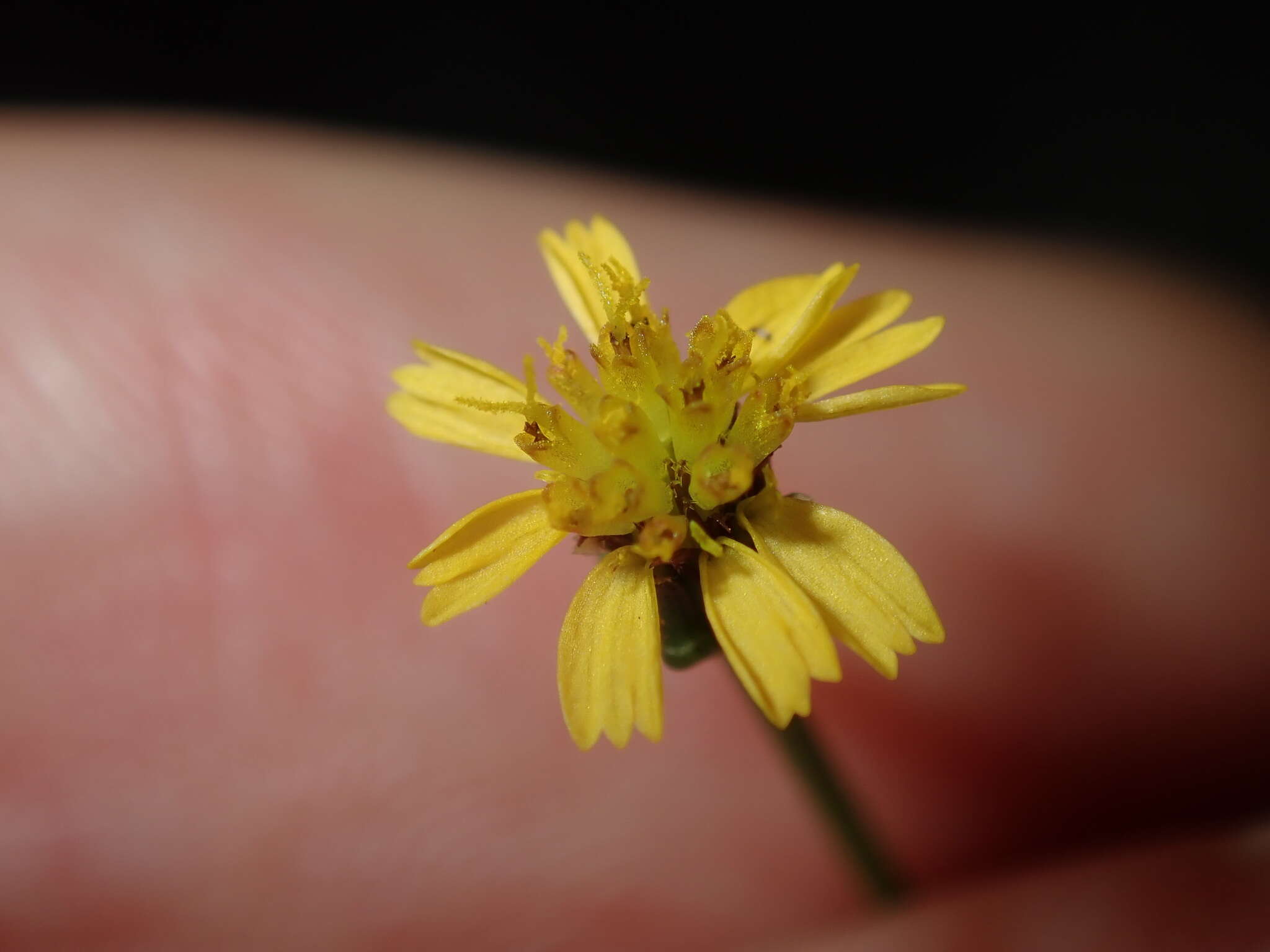 صورة Glossocardia bidens (Retz.) Veldk.