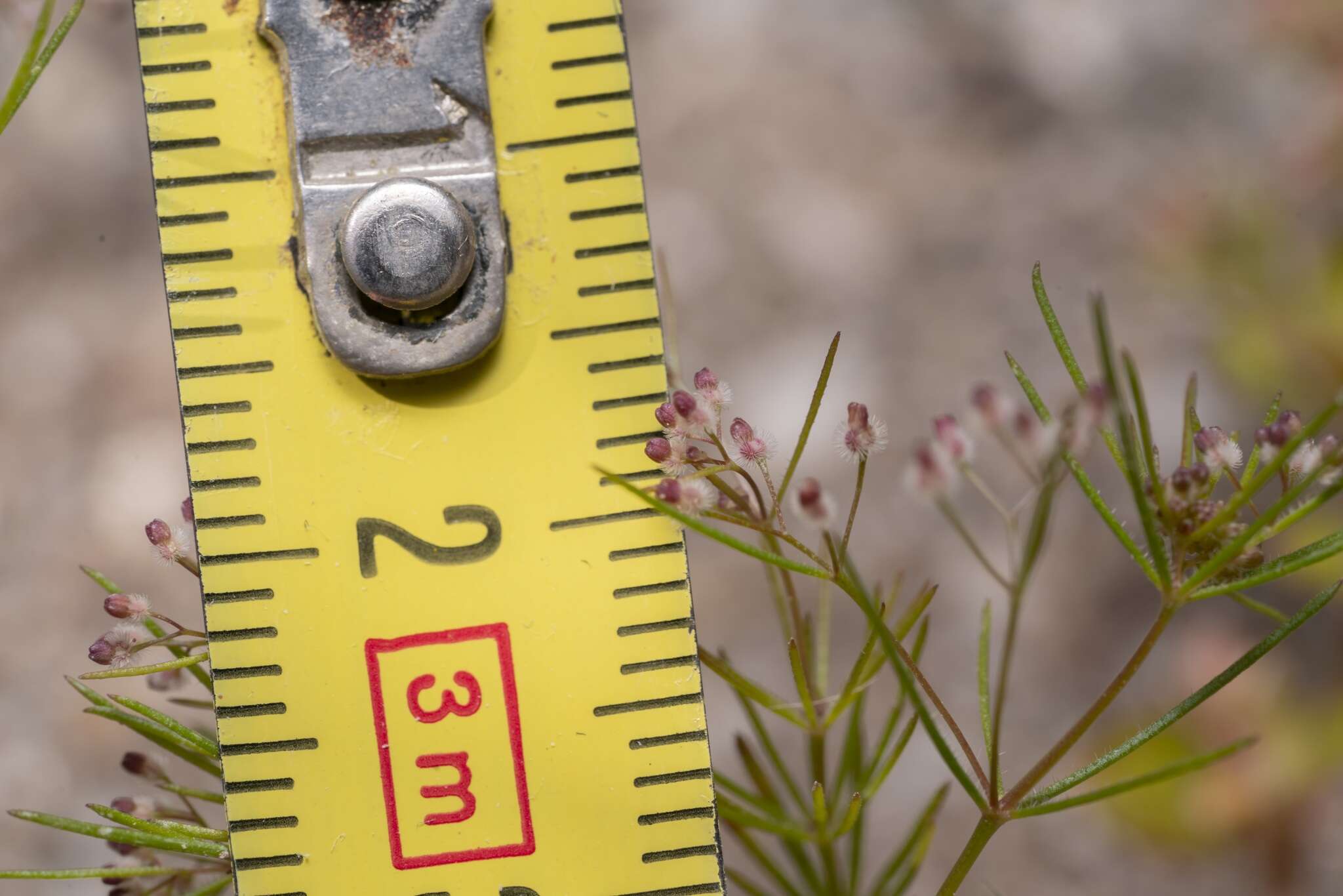 Image of Galium setaceum Lam.