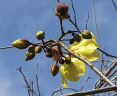 Imagem de Cochlospermum vitifolium (Willd.) Spreng.