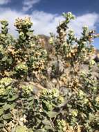 Image of Death Valley sandpaper plant