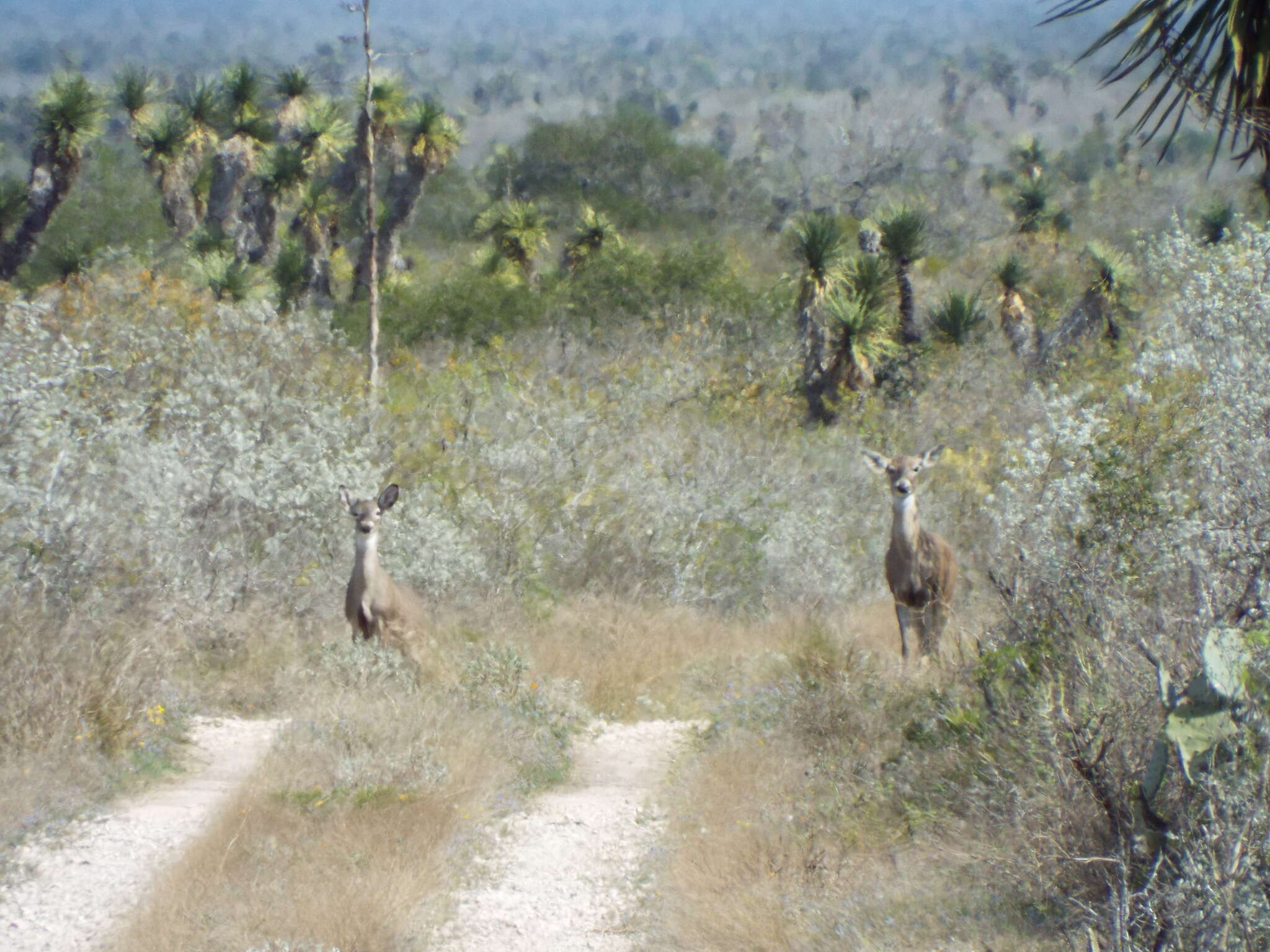 Odocoileus virginianus texanus (Mearns 1898) resmi