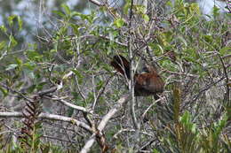 Image of Scaled Chachalaca