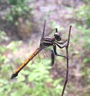 Image of Gray-waisted Skimmer