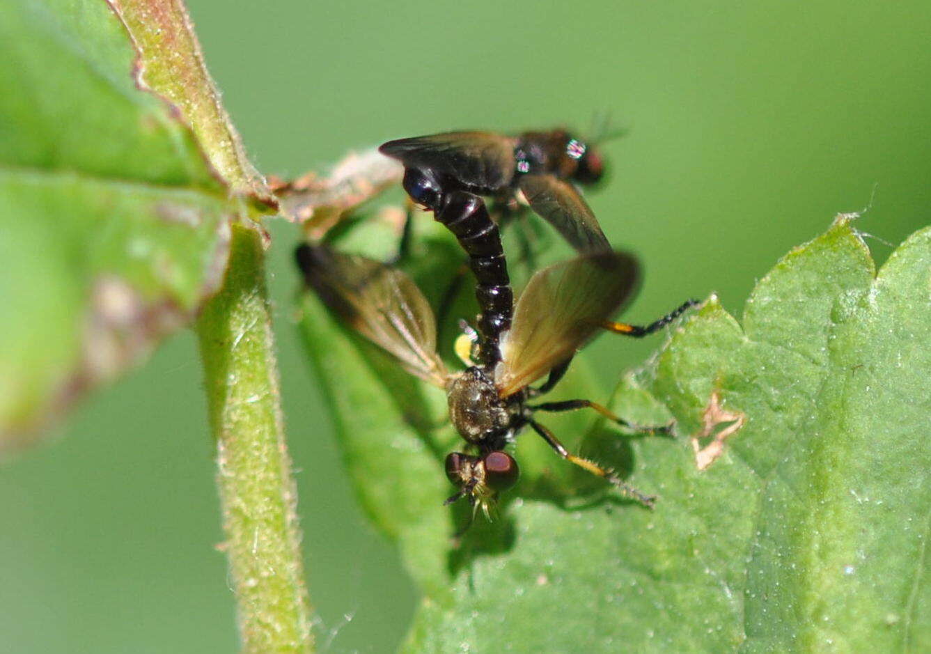 Image of Eudioctria sackeni (Williston 1883)