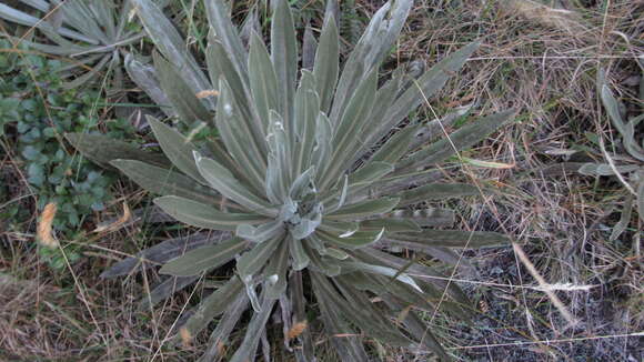 Image of Espeletia argentea Humb. & Bonpl.