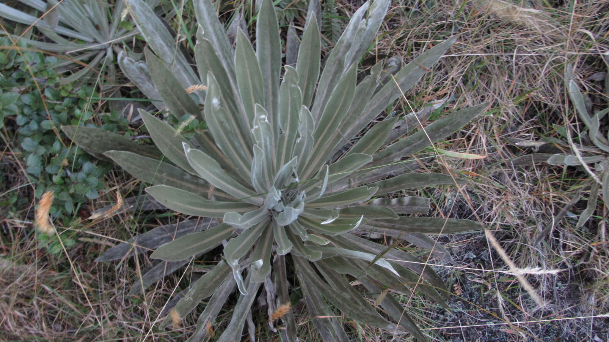 Image of Espeletia argentea Humb. & Bonpl.