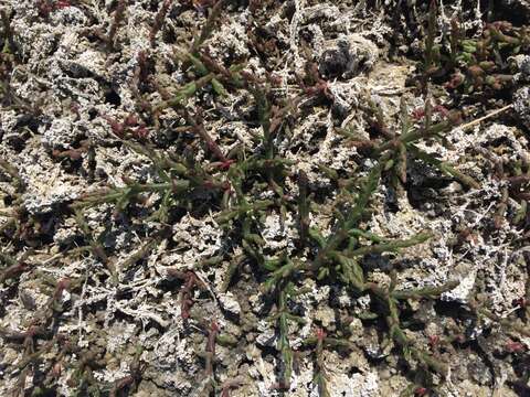 Image of red samphire