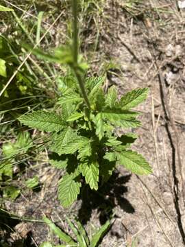 Imagem de Agrimonia microcarpa Wallr.