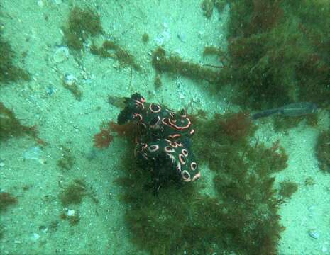 Image of Nembrotha rosannulata Pola, Cervera & Gosliner 2008