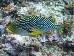 Image of Diagonal banded sweetlips