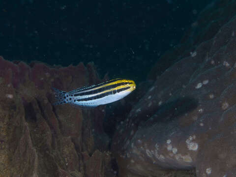 Image of Grammistes Blenny