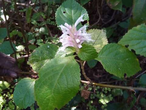 Image of Achyrospermum fruticosum Benth.