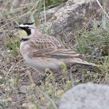 صورة Eremophila alpestris praticola (Henshaw 1884)