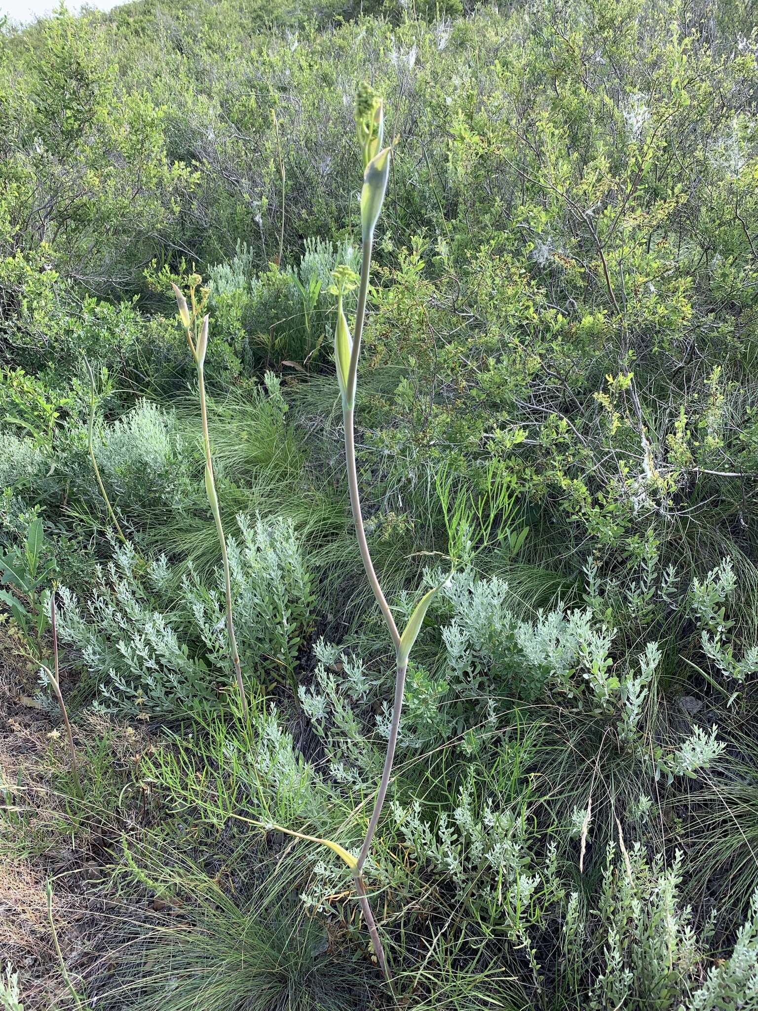 Image of Ferula tatarica Fischer ex Sprengel