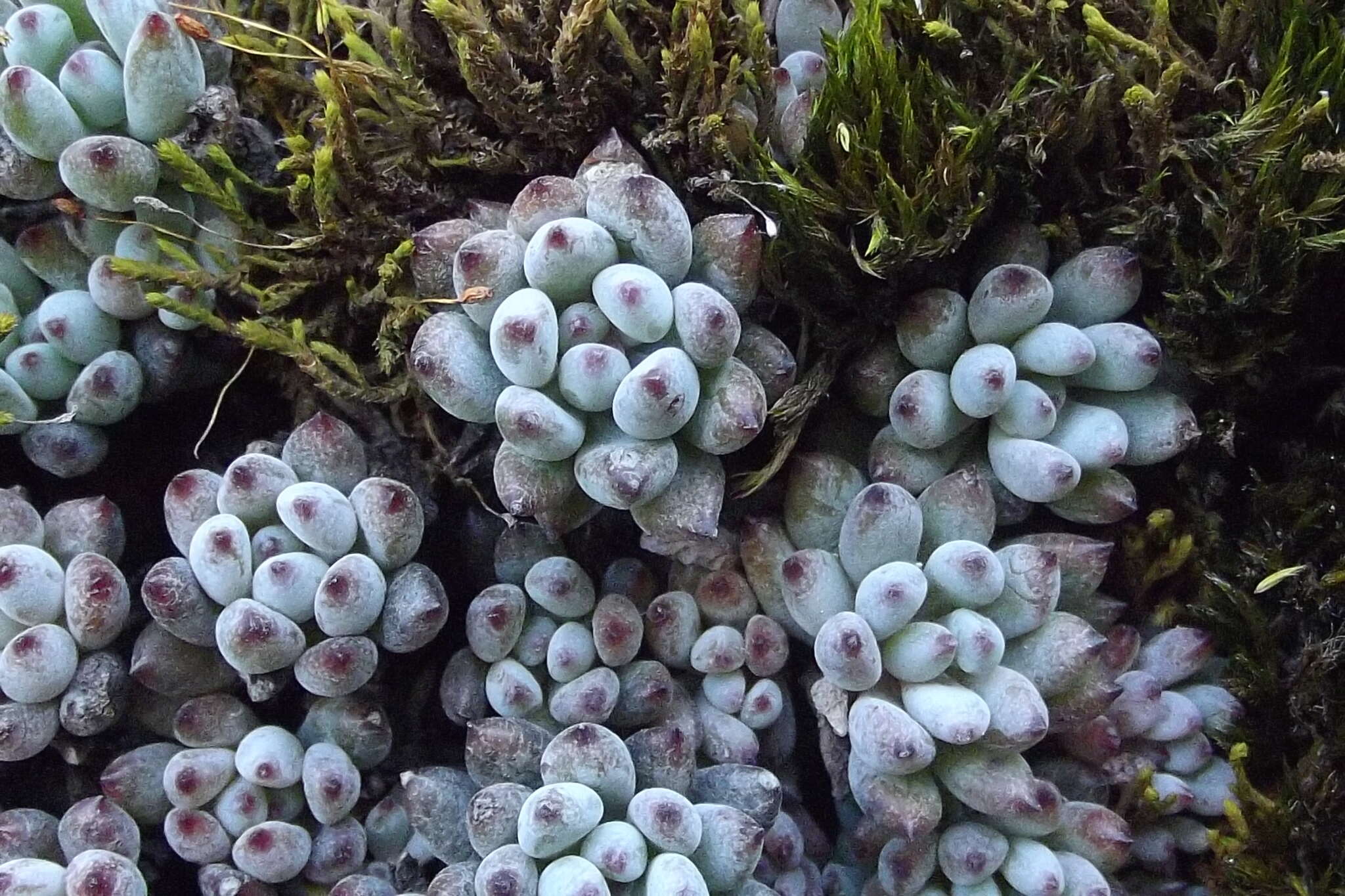 Image of Graptopetalum pachyphyllum Rose