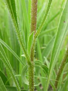 Imagem de Echinacea angustifolia DC.