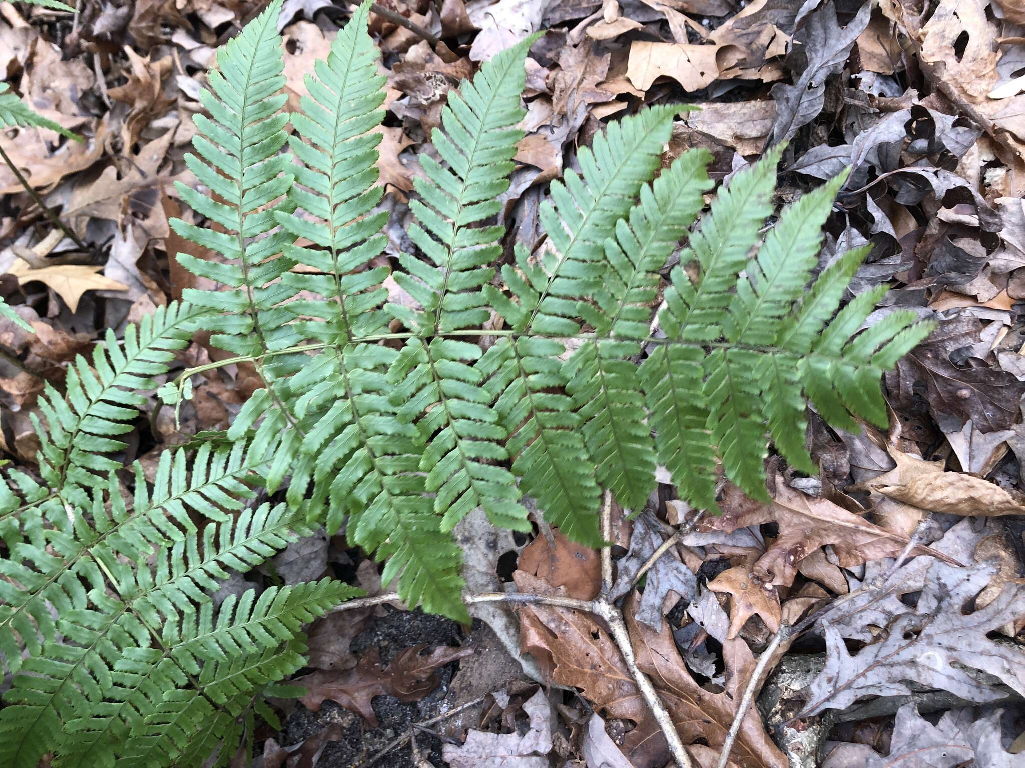 Image of Autumn fern