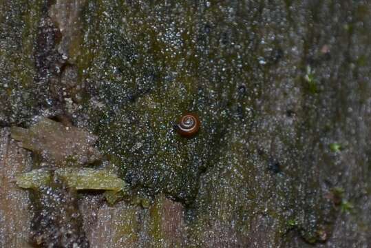 Image of dwarf snail