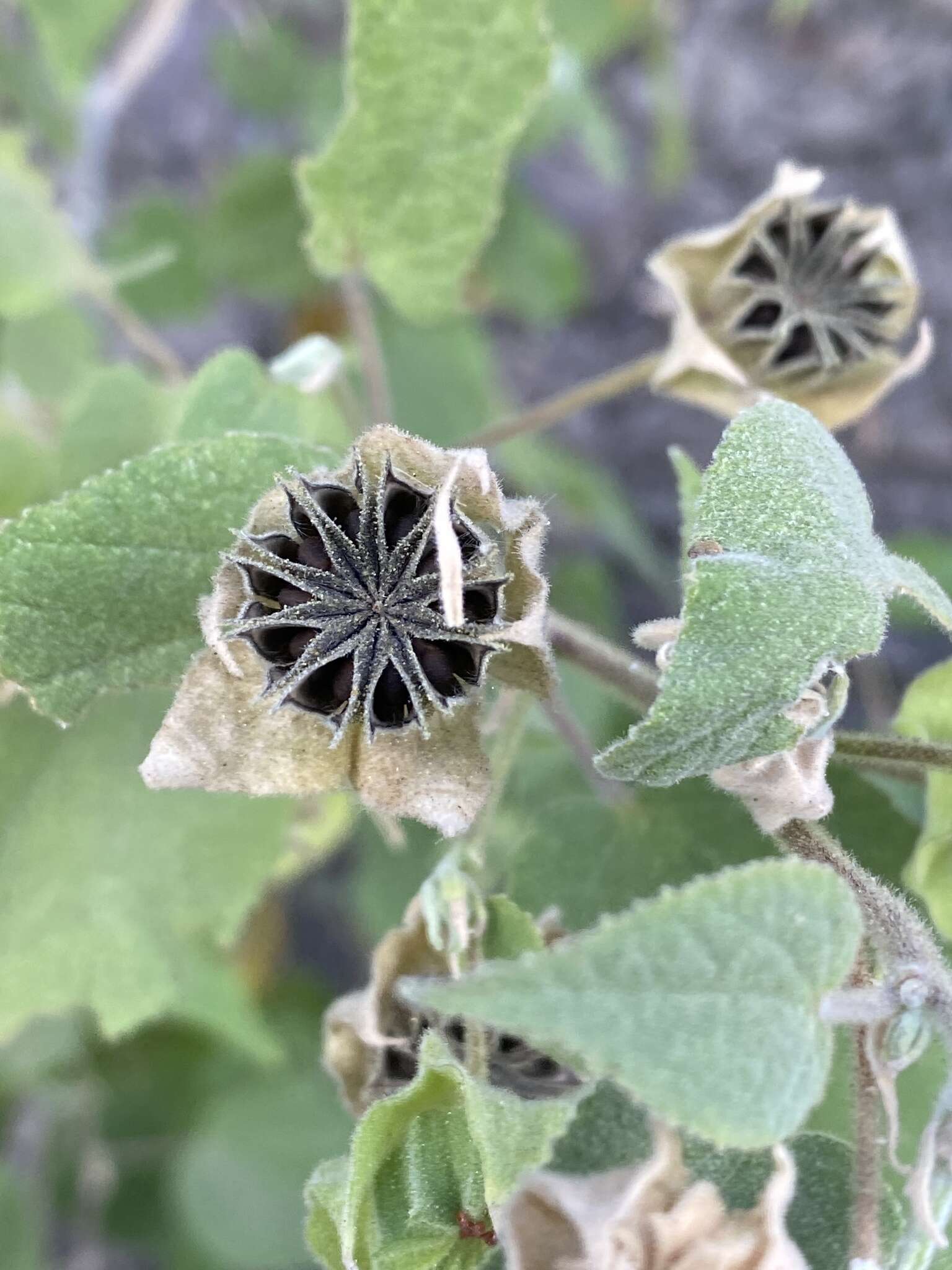 Image of Abutilon dugesii S. Wats