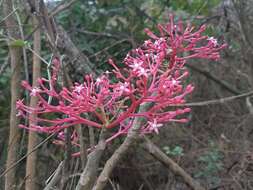 Image of Vasconcellea parviflora A. DC.