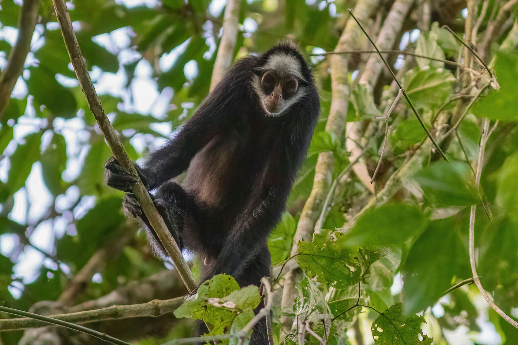 Image of White-cheeked Spider Monkey