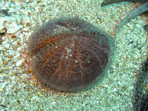 Image of purple heart urchin