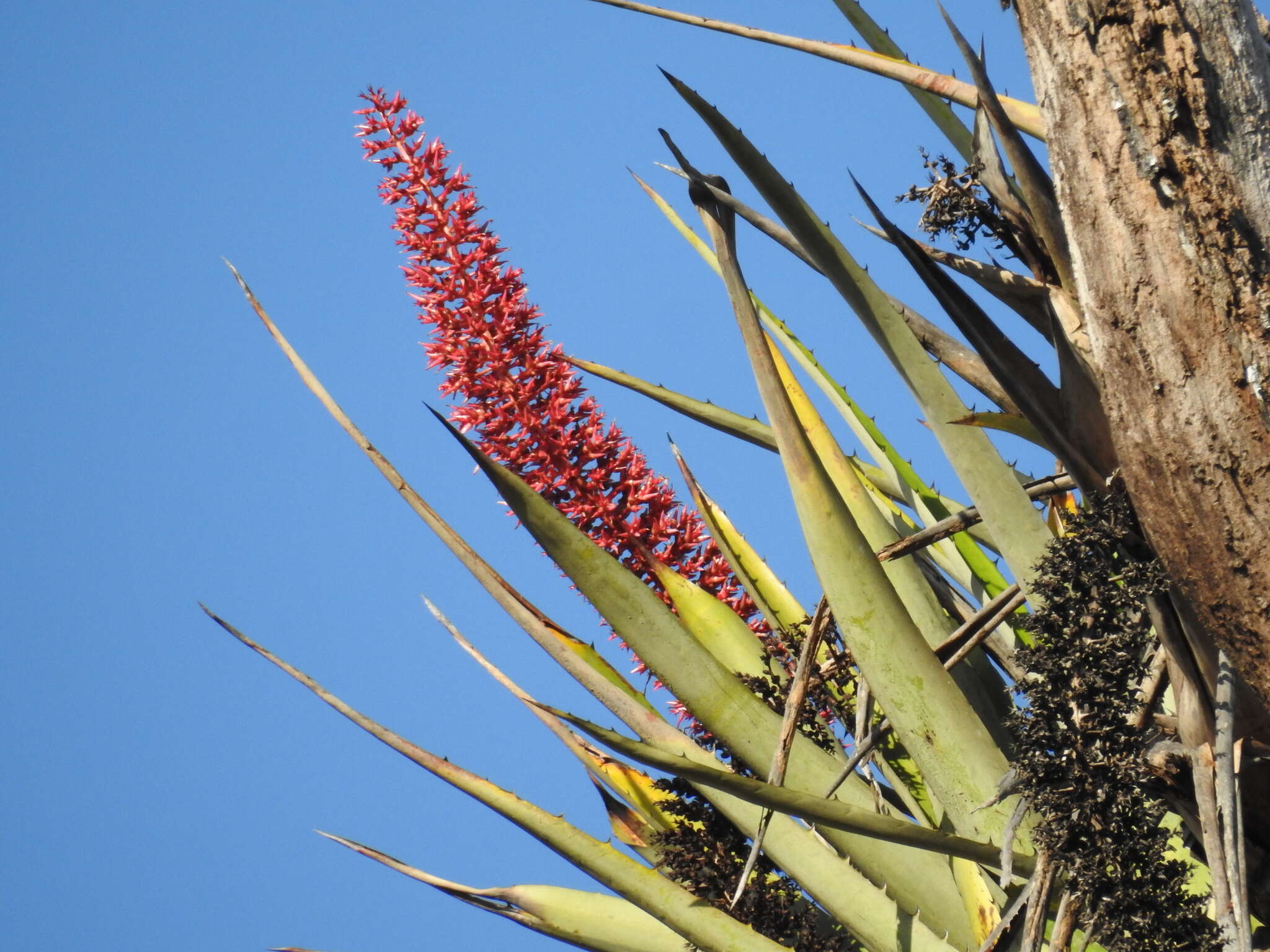 Imagem de Aechmea huebneri Harms