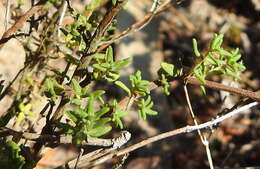 Image of Thymus capitellatus Hoffmanns. & Link