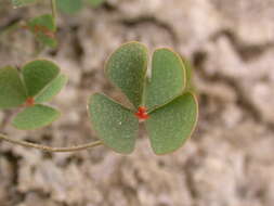 Image of Marsilea strigosa Willd.