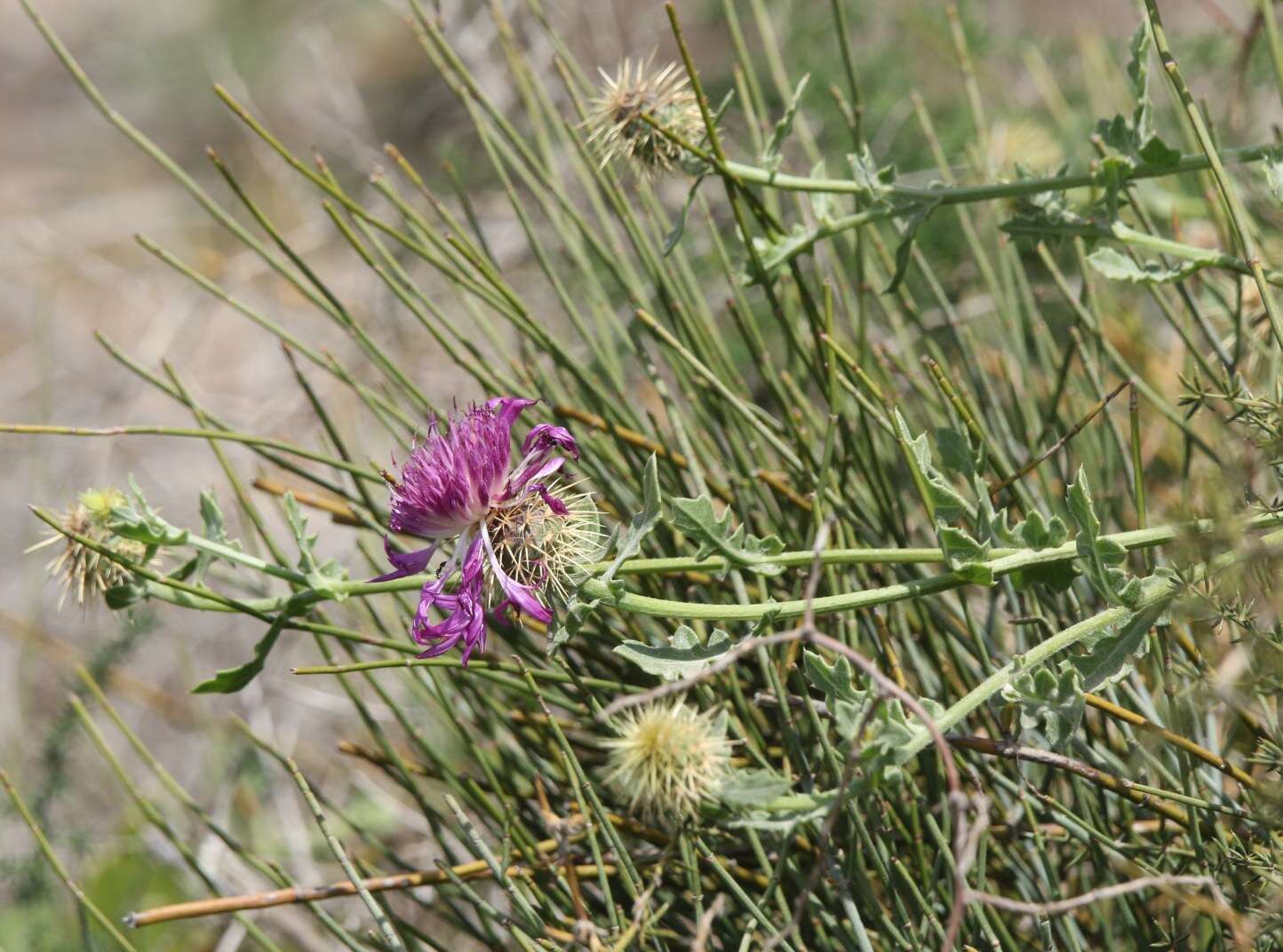 Слика од Centaurea sphaerocephala L.