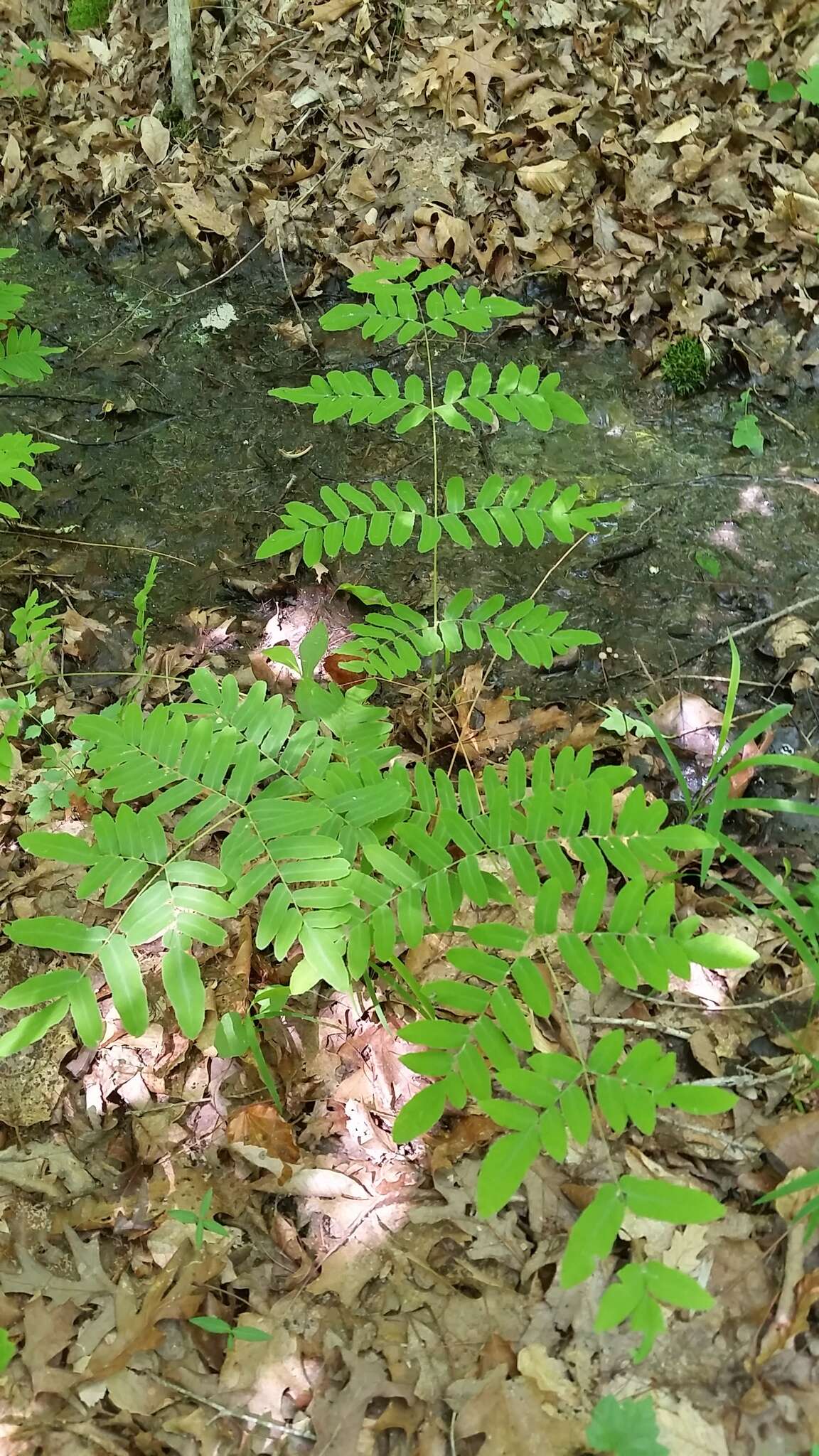 Слика од Osmunda spectabilis Willd.